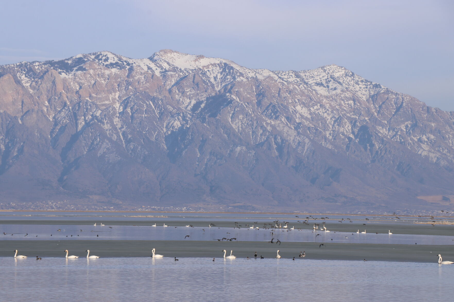 Box Elder offers top spots to see wild swans migrating through Utah